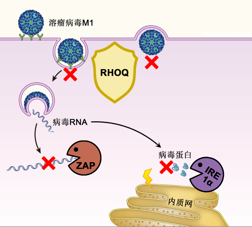 三种犹如细胞对抗M1病毒的“盾牌”的生物标志物
