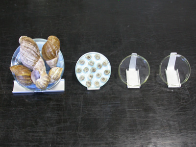 螺丝钉的风范——基础医学实验教学中心张建华工作记事